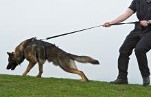 Police dog on leash with handler