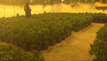 Officer stands among large amount of marijuana plants, found during a search warrant